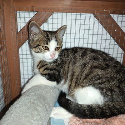 Sieben Katzenbabys im Alter von 7 bis 9 Wochen in Pflege