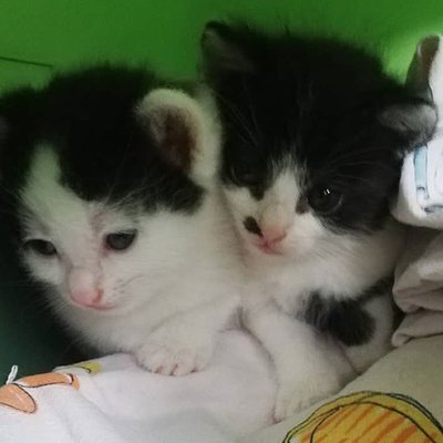 3 noch namenlose Kätzchen – 3-kaetzchen-2.jpg