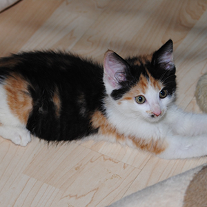 Jacki, Tiger, Bruno, Charly, Amy, Naomi, Hugo und Lucy