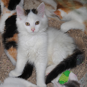 Jacki, Tiger, Bruno, Charly, Amy, Naomi, Hugo und Lucy