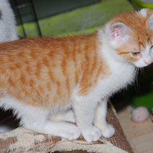 Jacki, Tiger, Bruno, Charly, Amy, Naomi, Hugo und Lucy