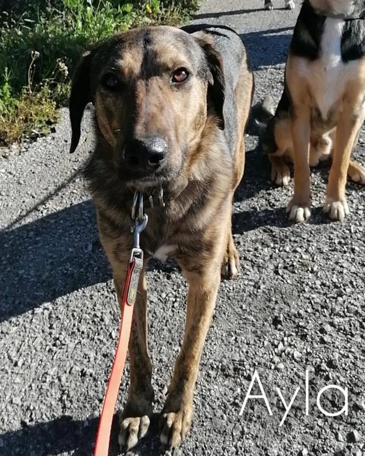 Ayla