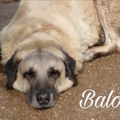 Balou – Balou.jpg