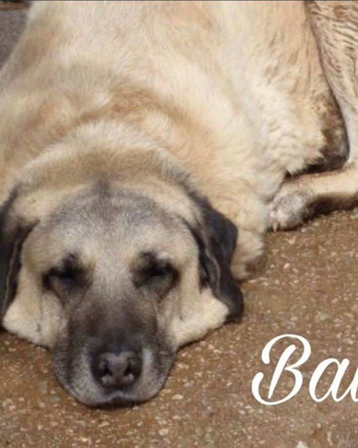 Balou