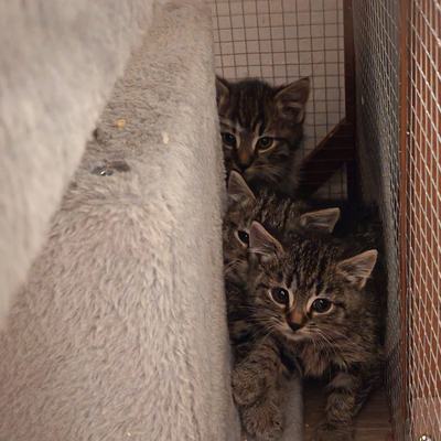 Balu, Susi und Herzi