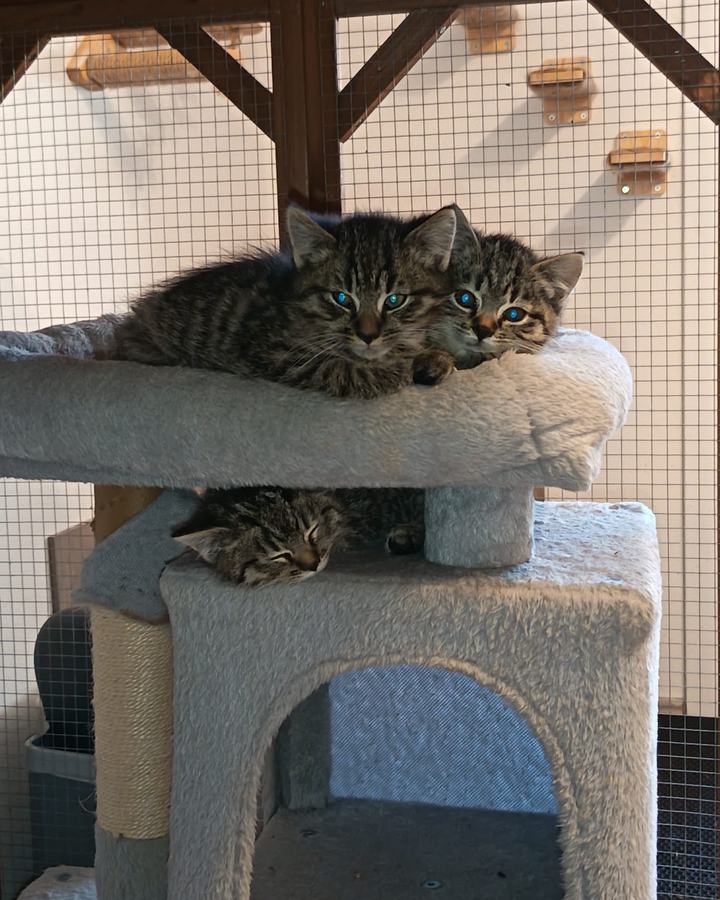 Balu, Susi und Herzi