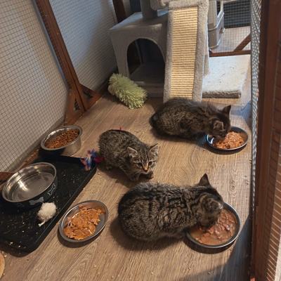 Balu, Susi und Herzi