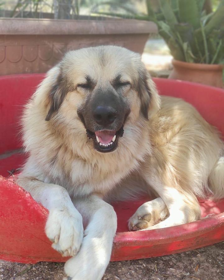 Bella