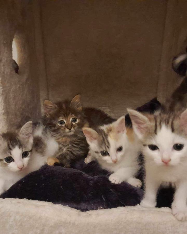 Browni (Lucy), Flecki (Maisie), Teddy + Schäggy