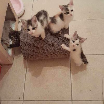 Browni (Lucy), Flecki (Maisie), Teddy + Schäggy