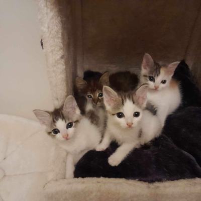 Browni (Lucy), Flecki (Maisie), Teddy + Schäggy
