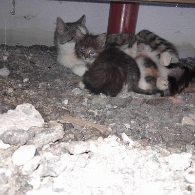 Browni (Lucy), Flecki (Maisie), Teddy + Schäggy