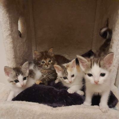 Browni (Lucy), Flecki (Maisie), Teddy + Schäggy – Browni-Lucy-Flecki-Maisie-Teddy-Schaeggy_02.jpg