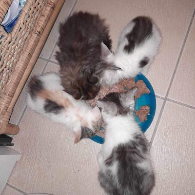 Browni (Lucy), Flecki (Maisie), Teddy + Schäggy
