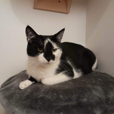 Cosmo
