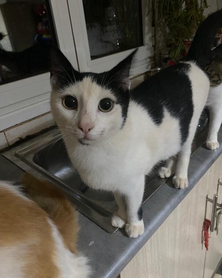 Floxi