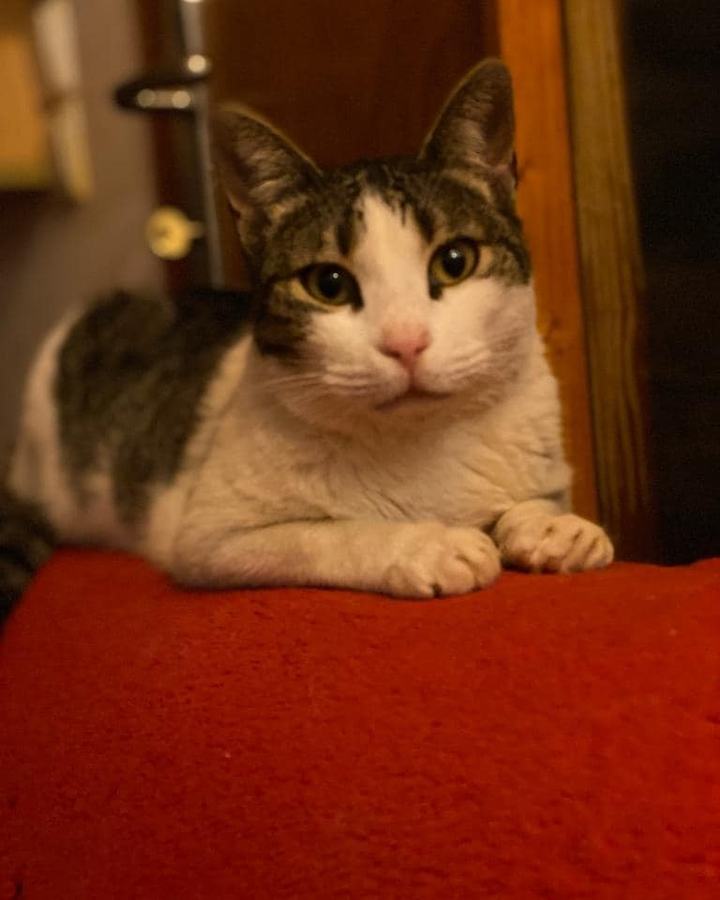 Isabella