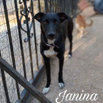 Janina