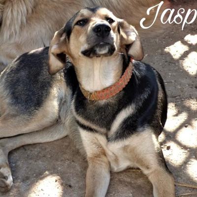 Jasper