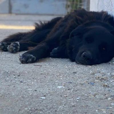 Kodiak