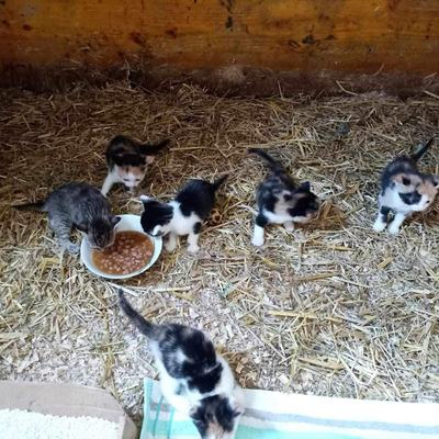 Lilly, Mila (Mira) + Emma (Bella), Penny + Apollo