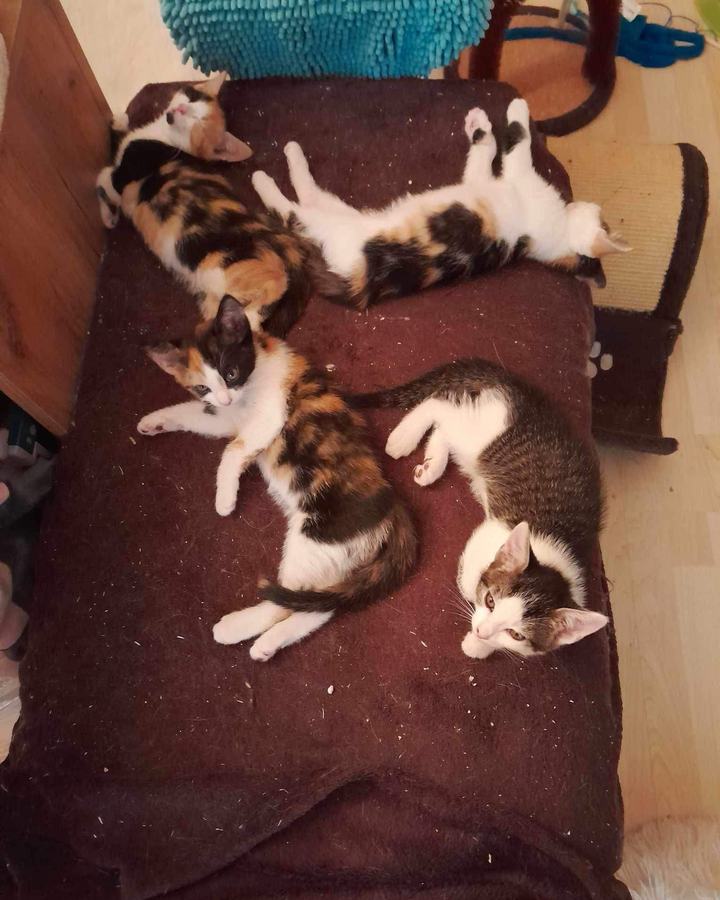 Lilly, Mila (Mira) + Emma (Bella), Penny + Apollo