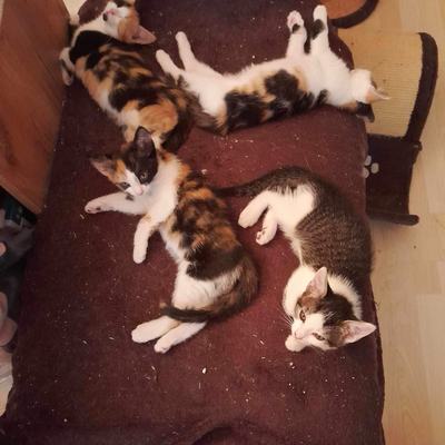 Lilly, Mila (Mira) + Emma (Bella), Penny + Apollo – Lilly-Mila-Mira-Emma-Bella-Penny-Apollo_05.jpg