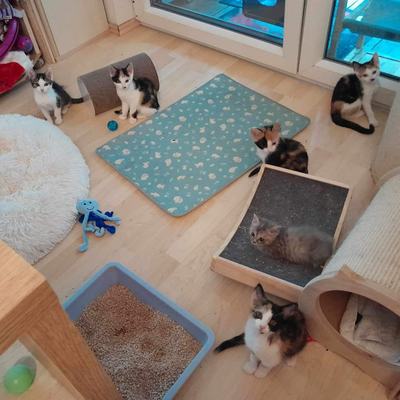 Lilly, Mila (Mira) + Emma (Bella), Penny + Apollo