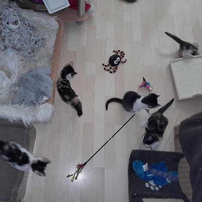 Lilly, Mila (Mira) + Emma (Bella), Penny + Apollo