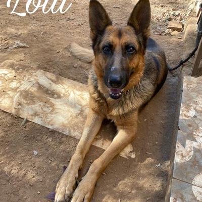 Lotti