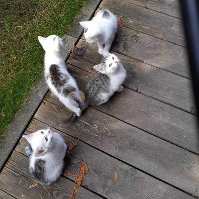 Luna (Pebbles) + Holly (Luna), Tiffany + Stella