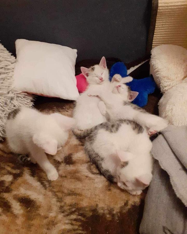 Luna (Pebbles) + Holly (Luna), Tiffany + Stella