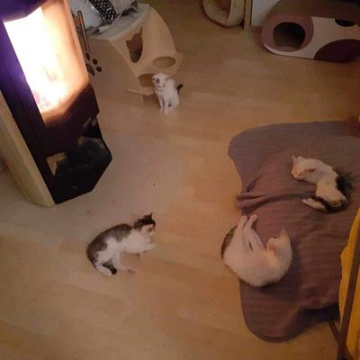 Luna (Pebbles) + Holly (Luna), Tiffany + Stella