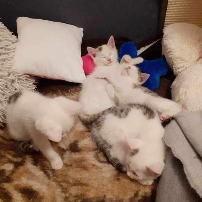 Luna (Pebbles) + Holly (Luna), Tiffany + Stella – Luna-Pebbles-Holly-Luna-Tiffany-Stella_02.jpg