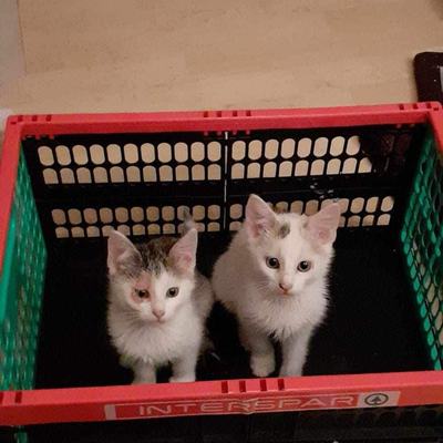 Luna (Pebbles) + Holly (Luna), Tiffany + Stella