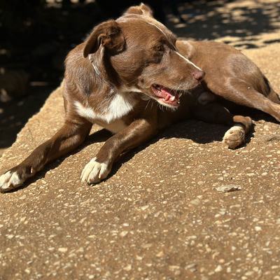Mocca