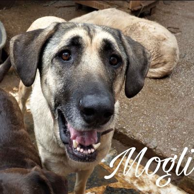 Mogli