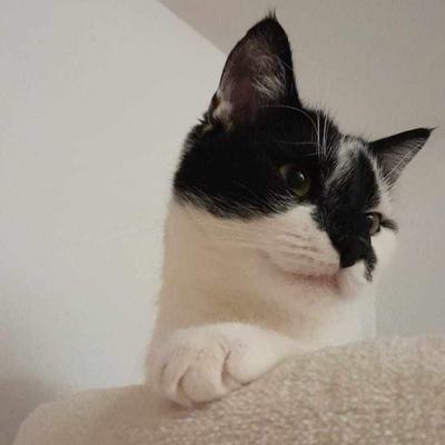 Mylo (Cosmo) – Mylo-Cosmo_01.jpg