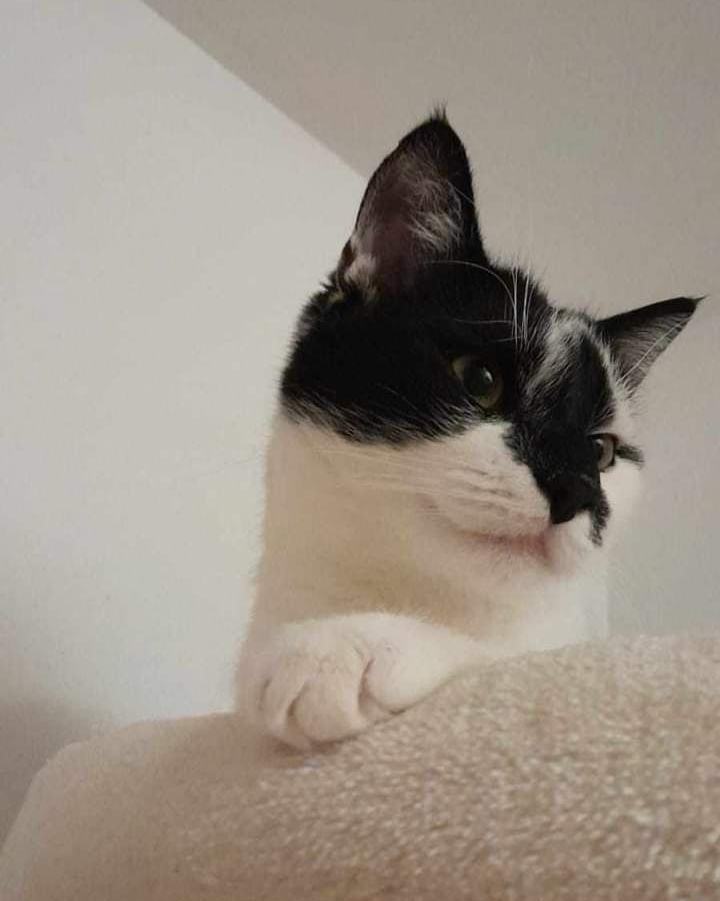 Mylo (Cosmo)