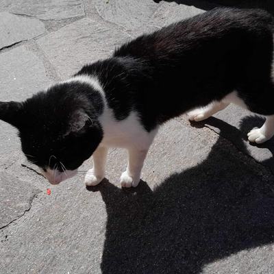 Nuri (Sissi), Finny (Mona) + Minou, Sissi + Franz, DaVinci, Lola und ihre Eltern (2 männlich + 2 weibliche Katzen)