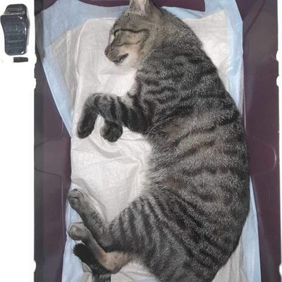Nuri (Sissi), Finny (Mona) + Minou, Sissi + Franz, DaVinci, Lola und ihre Eltern (2 männlich + 2 weibliche Katzen)