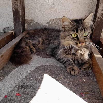 Nuri (Sissi), Finny (Mona) + Minou, Sissi + Franz, DaVinci, Lola und ihre Eltern (2 männlich + 2 weibliche Katzen)