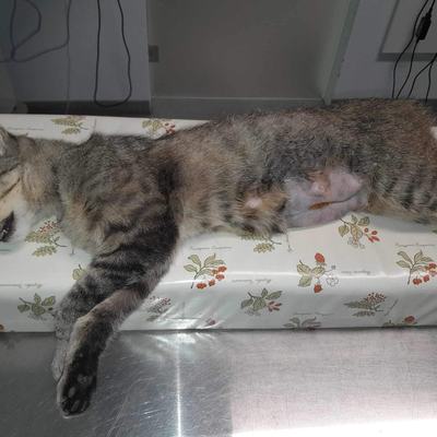 Nuri (Sissi), Finny (Mona) + Minou, Sissi + Franz, DaVinci, Lola und ihre Eltern (2 männlich + 2 weibliche Katzen)