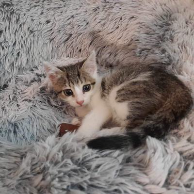 Nelson (Peppino)
