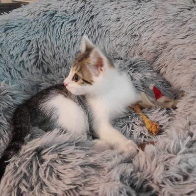 Nelson (Peppino)
