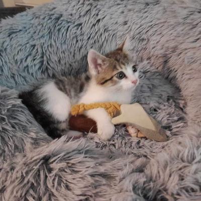 Nelson (Peppino)