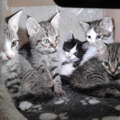 Nuri (Sissi), Finny (Mona) + Minou, Sissi + Franz, DaVinci, Lola und ihre Eltern (2 männlich + 2 weibliche Katzen)