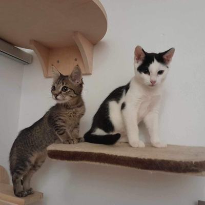 Nuri (Sissi), Finny (Mona) + Minou, Sissi + Franz, DaVinci, Lola und ihre Eltern (2 männlich + 2 weibliche Katzen)