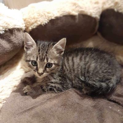 Nuri (Sissi), Finny (Mona) + Minou, Sissi + Franz, DaVinci, Lola und ihre Eltern (2 männlich + 2 weibliche Katzen)