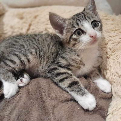 Nuri (Sissi), Finny (Mona) + Minou, Sissi + Franz, DaVinci, Lola und ihre Eltern (2 männlich + 2 weibliche Katzen)